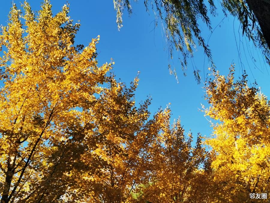 东坝建材城(身边的秋色！东坝郊野公园观赏银杏正当时)