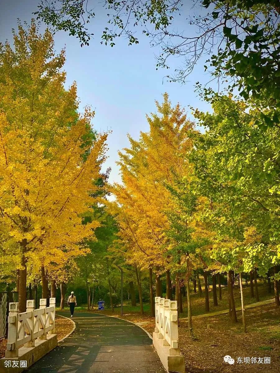 东坝建材城(身边的秋色！东坝郊野公园观赏银杏正当时)