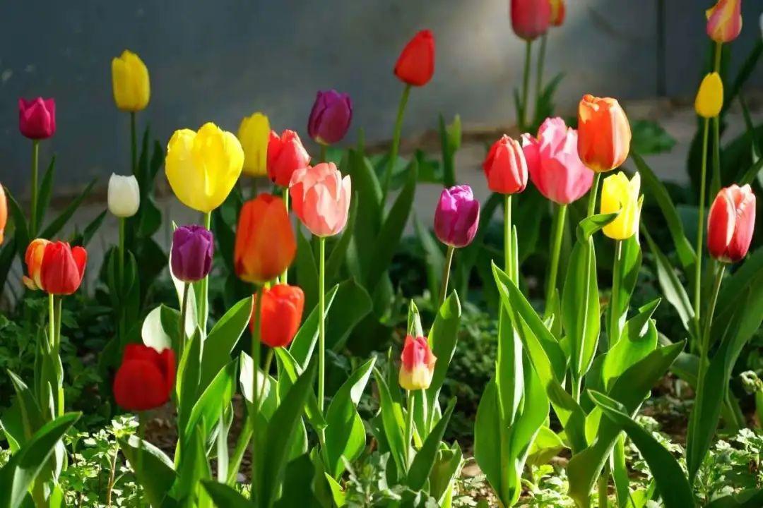 春满人间装饰(又有家装公司“跑路”，去年全国有超46家公司破产清算)