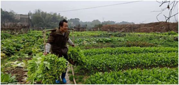 奥普利发(天元区：500斤新鲜蔬菜送给敬老院的孤寡老人)