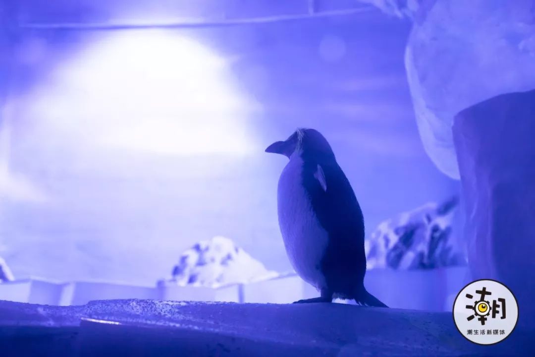 百师椅(蓝色 装点海洋般清凉)