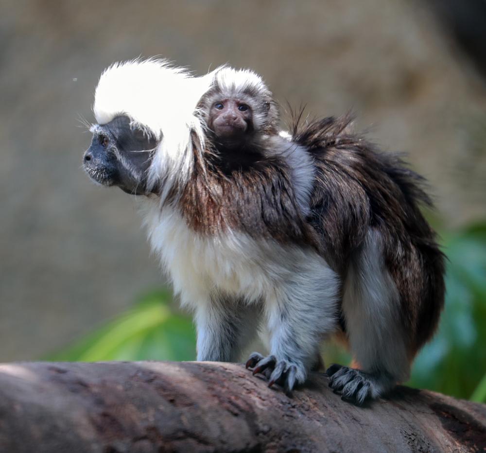 70平米装修效果图(70㎡现代简约,沉稳高级灰,以橙色点缀,营造安静优雅的美) 70平米装修效果图(70㎡现代简约,沉稳高级灰,以橙色点缀,营造安静优雅的美)