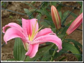 百合臻品(BAUNAT宝欧娜Botanica系列耀目上市:让百合与蝶影,在指间永恒绽放) 百合臻品(BAUNAT宝欧娜Botanica系列耀目上市:让百合与蝶影,在指间永恒绽放)