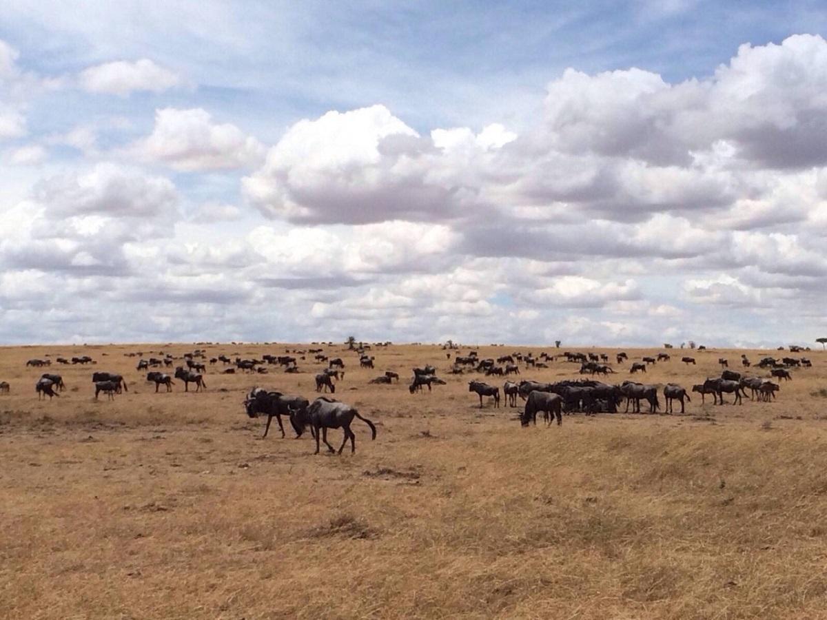 成都家具市场(特色家居闪耀东非，“成都造”掘金坦桑尼亚市场)
