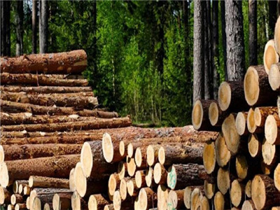 尺度松木家具价格(桦木和松木哪个贵 桦木和松木大比拼) 尺度松木家具价格(桦木和松木哪个贵 桦木和松木大比拼)