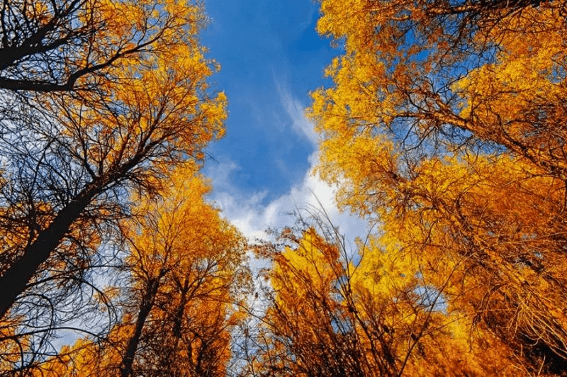 大宝漆(听说秋天做仿石漆效果最好？这份“天时地利+施工”全攻略请收好)